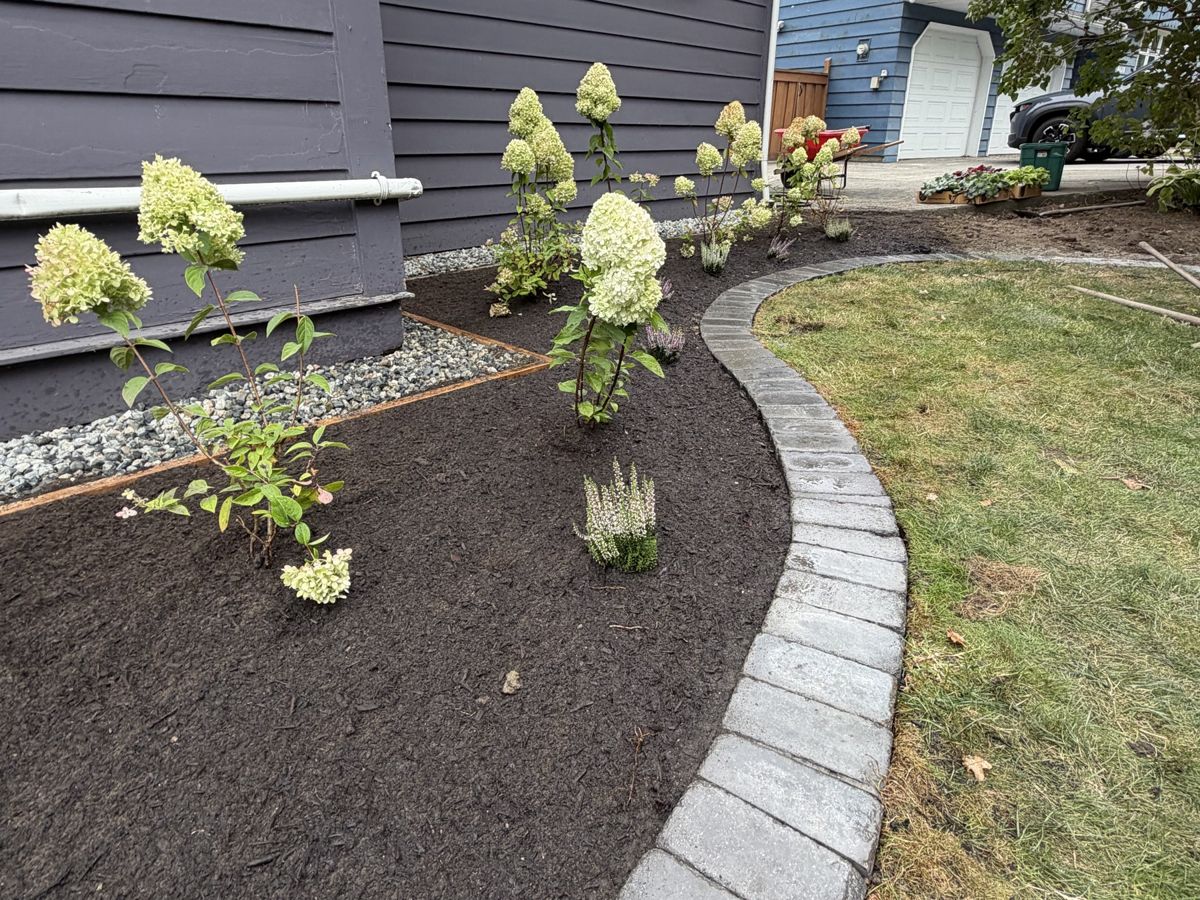 New garden bed with stone paver edging and young hydrangeas